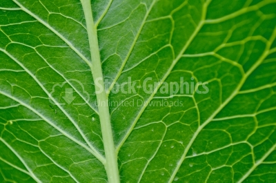 Leaf surface - Stock Image