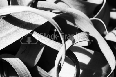 Leaves black and white