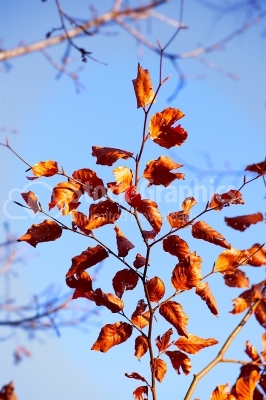 Leaves on blue sky background