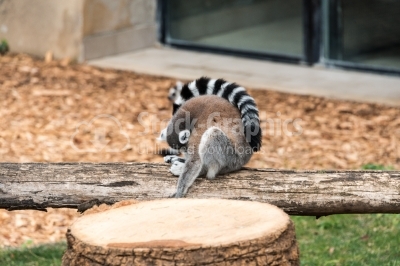 Lemur