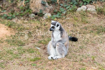 Lemur catta, ring tailed lemur Madagascar sun bathing on grass