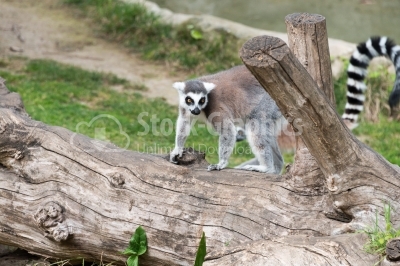 Lemur hidding after a tree bark