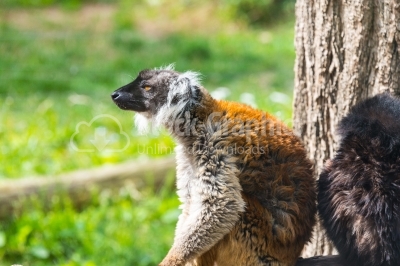Lemur in Madagascar