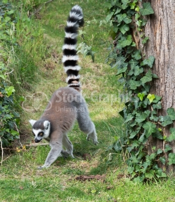 Lemur searching food
