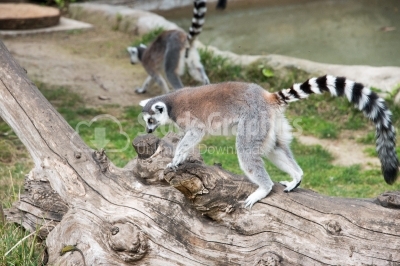 Lemur sitting on a tree