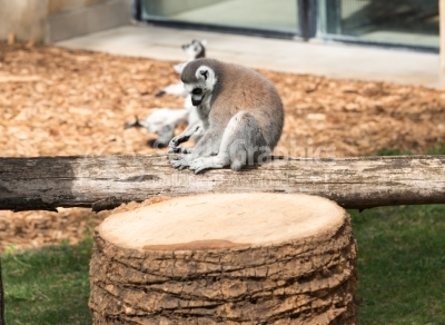 Lemur sitting on a tree bark