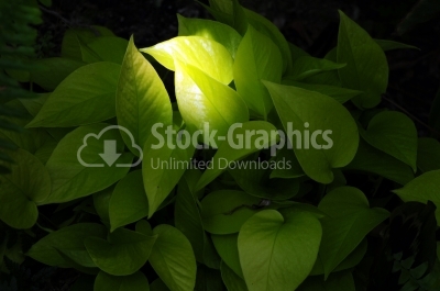 Light Spot on the Green Leaves