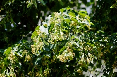 Linden leaves and flowers - Stock Image