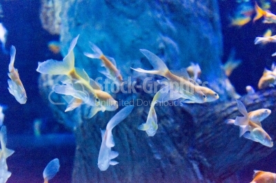 Lyretail anthias or goldies on reef top