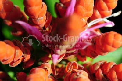 Macro Shot of Exotic Orange Flower