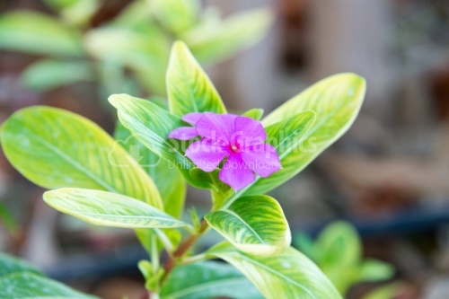 Madagascar Rosy Periwinkle flower in the summer