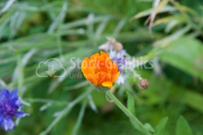 Marigold flower 