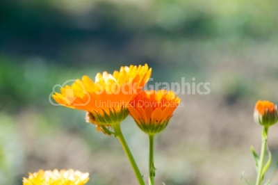 Marigold flowers blossoming in sunny environment