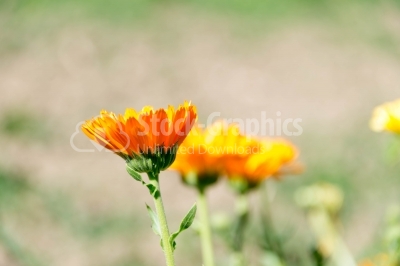 Marigold flowers in sun