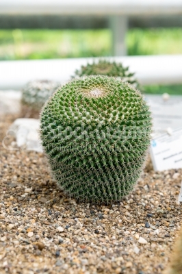 Minimal cactus close-up