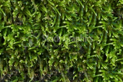 Moss close up