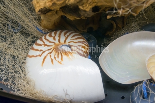 Nautilius shell 