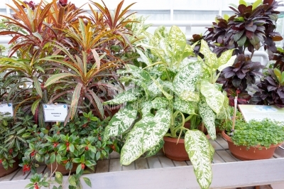 Nematanthus plants vibrant-coloured