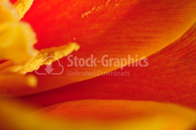 Orange Flower close-up
