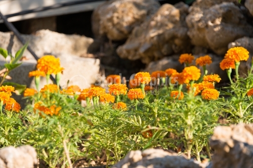 Orange French marigolds with stones on the background
