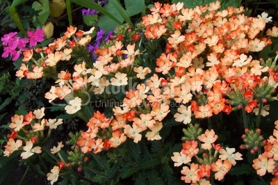 Orange small flowers