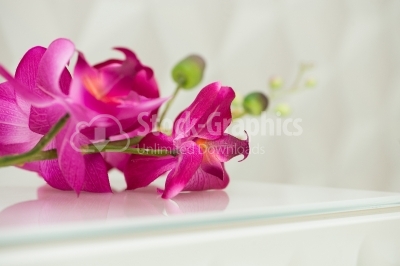 Orchid flower over soft background