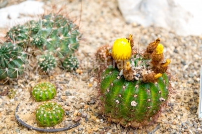 Ornamental cactuses in the botanical garden