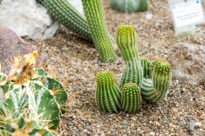 Ornamental tubular cacti