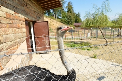 Ostrich portret