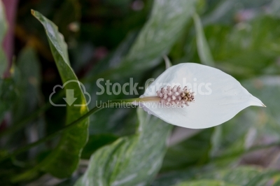 Peace Lily blossoming 