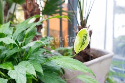 Peace Lily ready to blossom