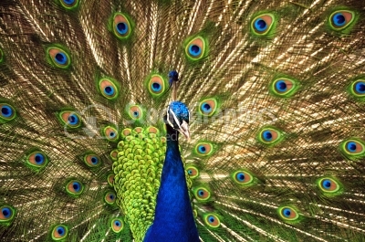 Peacock displaying feathers on Brownsea Island, Dorset, England