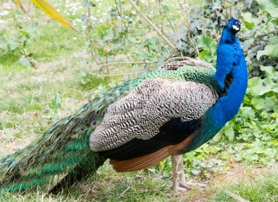 Peacock in green grass