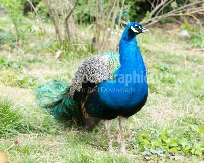 Peacock male bird