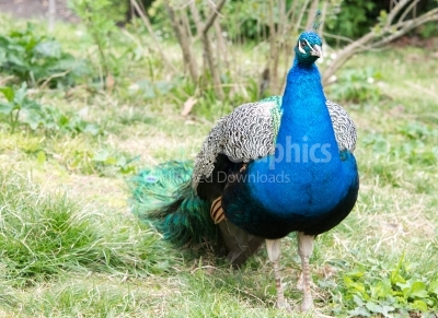 Peacock (Pavo cristatus) 