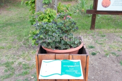 Pelargonium Zonale plant growing in a pot