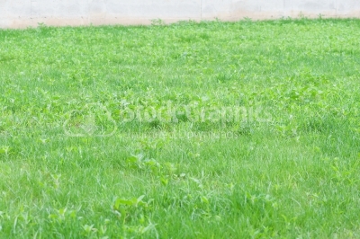 Perspective green grass texture background, Natural background