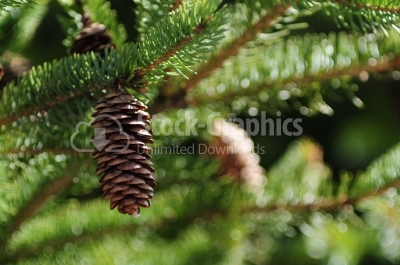 Pine Tree fir cone