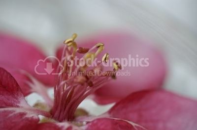 Pink flower close-up