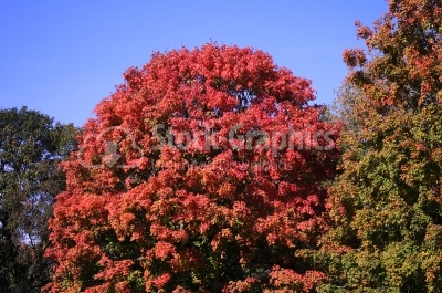 Pink-Red tree