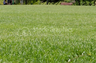 Plain Green Field