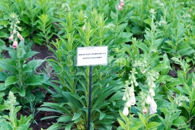 Plant of Digitalis Purpurea  fully grown