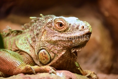 Portrait about a brown iguana on the tree