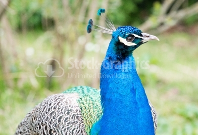 Portrait of a beautiful peacock