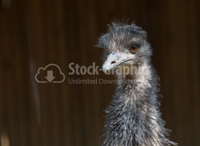 Portrait of an Emu