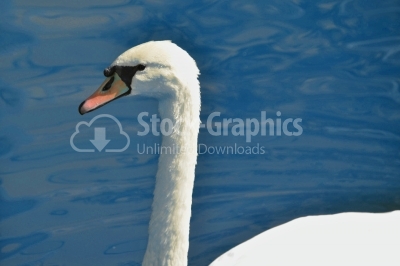 Portrait of white swam on the water