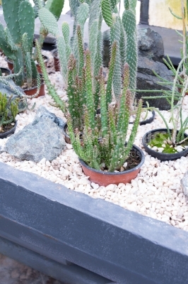 Pot with Cylinder Cactuses in gravel
