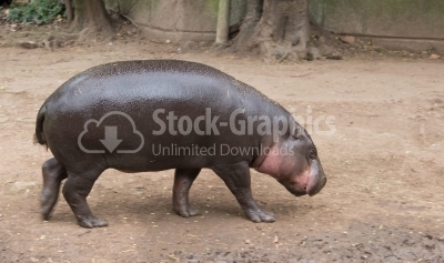 Pygmy hippopotamus in forest