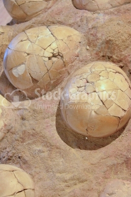 Real dinosaur eggs in the nest 