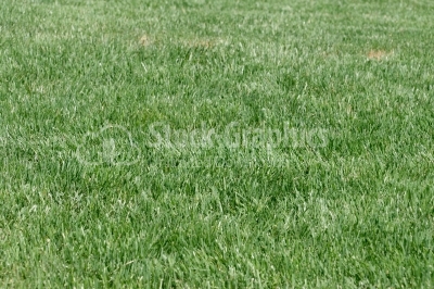 Real English grass texture